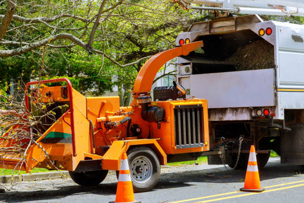 How Our Tree Care Process Works  in Inverness, FL